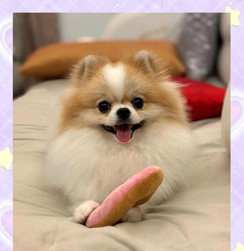 博美犬不怕人碰的原因是什么？