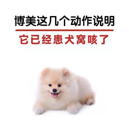 博美犬拉硬粑粑怎么办？有哪些改善方法？