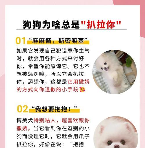 博美犬拉硬粑粑怎么办?有哪些改善方法? 博美犬拉硬粑粑怎么办?有哪些改善方法?