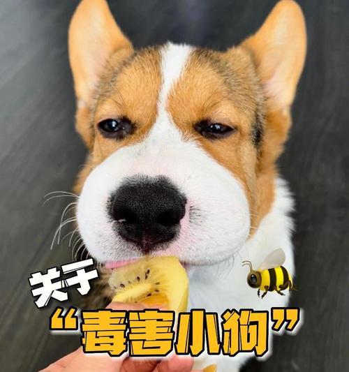 小狗的成长周期与停止生长时间 小狗的成长周期与停止生长时间