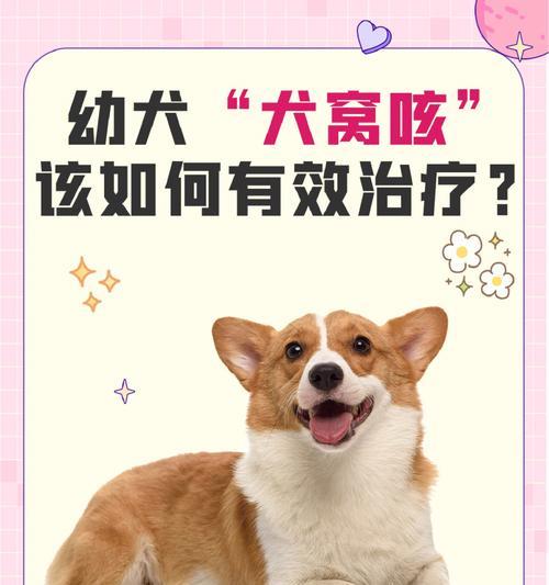 小狗突然咳嗽如人一般，原因竟然是……（宠物疾病预防与诊治）