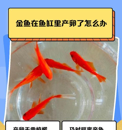 金鱼扎鱼缸底的原因是什么?如何解决? 金鱼扎鱼缸底的原因是什么?如何解决?