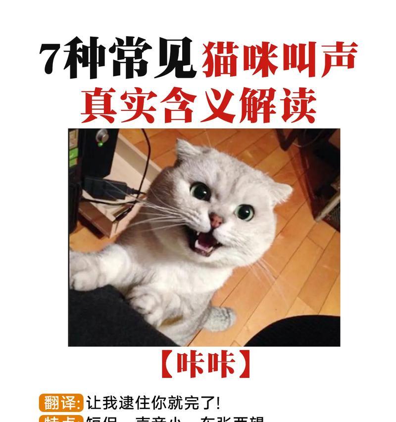 小猫的叫声为何被认为可爱? 小猫的叫声为何被认为可爱?