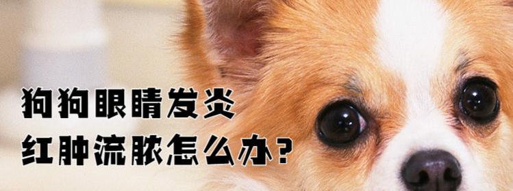 狗狗眼睛肿了怎么办(掌握各种方法护理宠物-眼疾治疗) 狗狗眼睛肿了怎么办(掌握各种方法护理宠物-眼疾治疗)