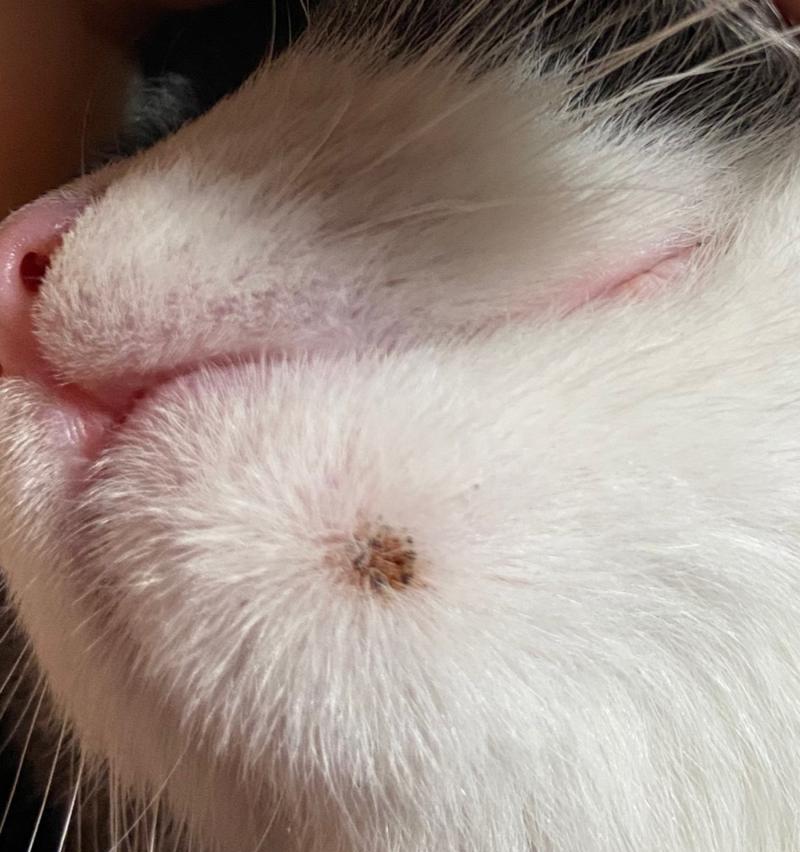 揭秘宠物黑猫的神秘面纱（黑猫长黑黑的东西到底是什么）