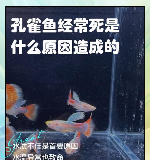 金鱼食用孔雀鱼后死亡的原因是什么？