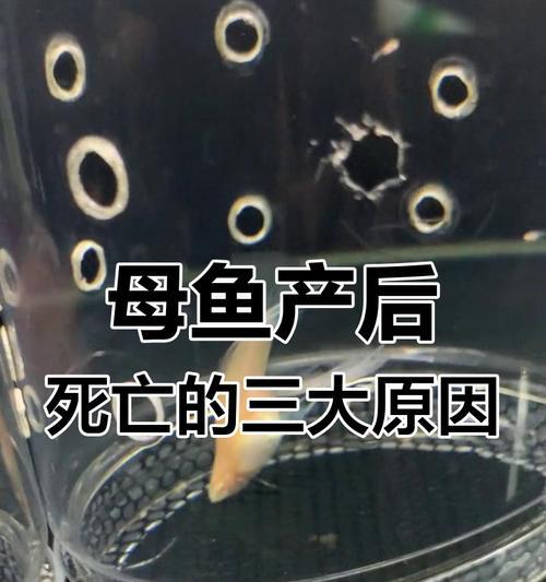 金鱼食用孔雀鱼后死亡的原因是什么？