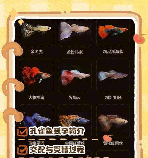 美泰孔雀鱼艇的玩法是什么？如何正确操作美泰孔雀鱼艇？