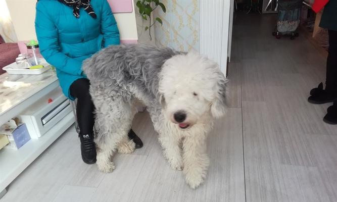 古牧配狗多少钱（了解古牧犬价值和市场行情）