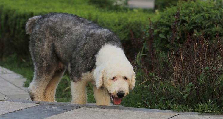 古牧配狗多少钱（了解古牧犬价值和市场行情）