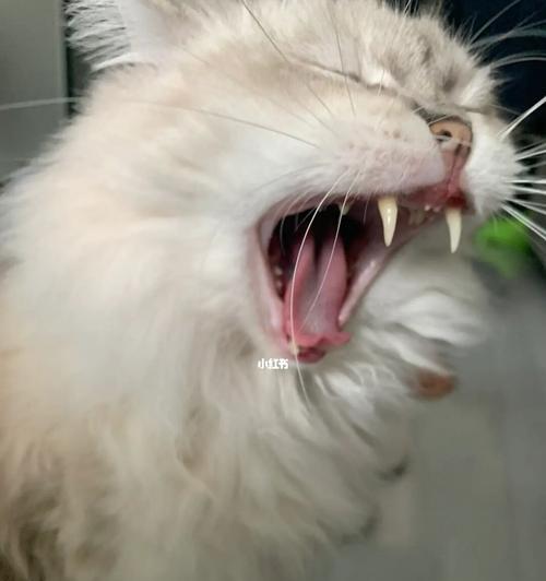 揭秘猫咪口水臭的真相（猫咪口臭的原因）