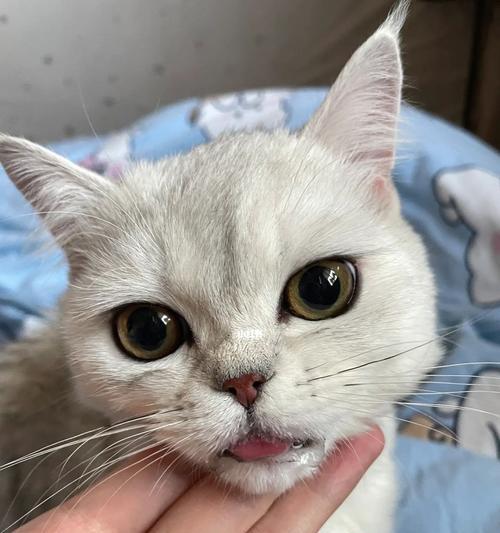 揭秘猫咪口水臭的真相(猫咪口臭的原因) 揭秘猫咪口水臭的真相(猫咪口臭的原因)