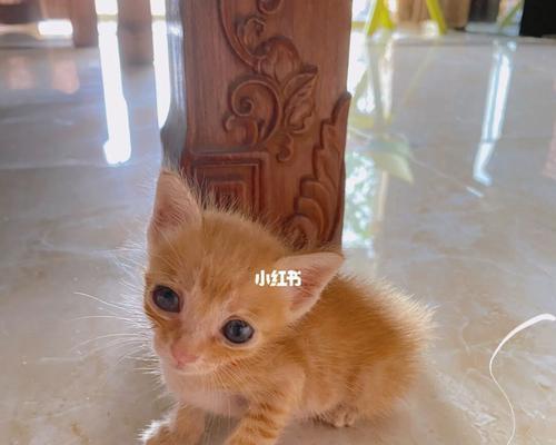 宠物猫咪拉血便秘情况分析（了解猫咪便秘拉屎有点血的原因和处理方法）