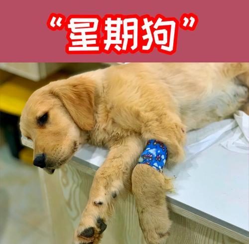 狗狗得了细小病毒怎么办？如何预防和治疗？