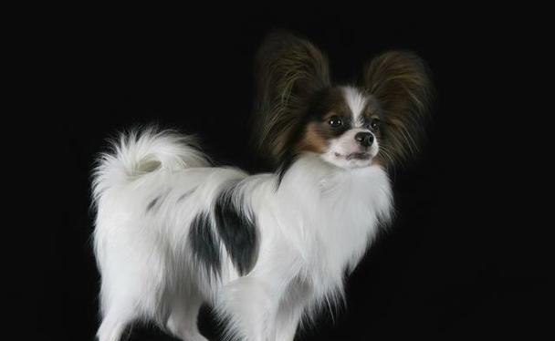 蝴蝶犬黑白色幼犬价格是多少?购买时应注意什么? 蝴蝶犬黑白色幼犬价格是多少?购买时应注意什么?