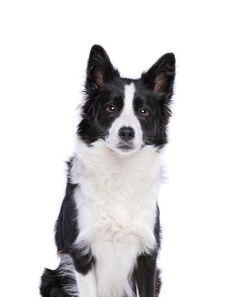 蝴蝶犬黑白色幼犬价格是多少？购买时应注意什么？