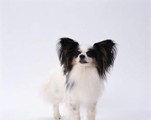 蝴蝶犬黑白色幼犬价格是多少?购买时应注意什么? 蝴蝶犬黑白色幼犬价格是多少?购买时应注意什么?