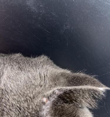 如何处理猫咪身上的疙瘩（小疙瘩VS大疙瘩）