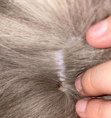 如何处理猫咪身上的疙瘩（小疙瘩VS大疙瘩）