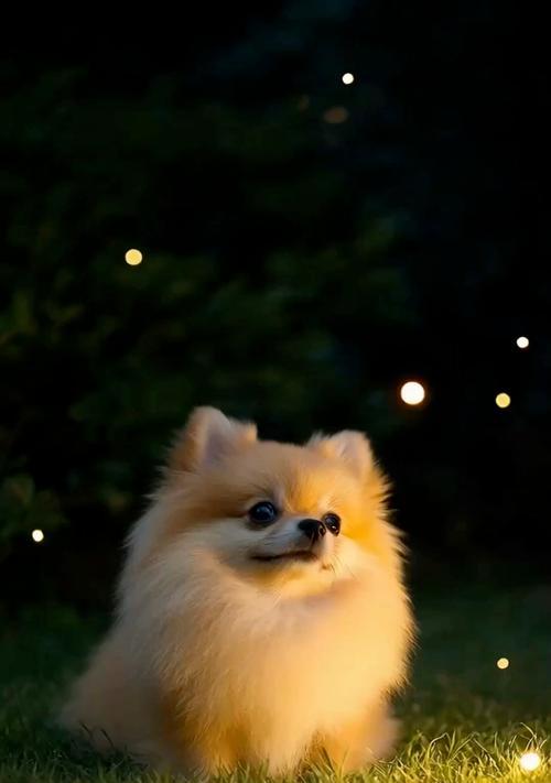 博美犬牵引绳黑色怎么回事?博美犬牵引绳变黑的原因是什么? 博美犬牵引绳黑色怎么回事?博美犬牵引绳变黑的原因是什么?
