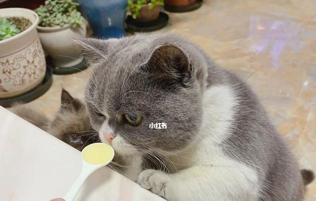 如何解决猫咪口臭问题(简单方法让你的猫咪口气清新如初) 如何解决猫咪口臭问题(简单方法让你的猫咪口气清新如初)