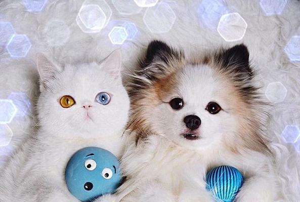 关于猫咪吐毛的探讨（如何避免猫咪常常吐毛）