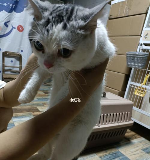 猫咪腿瘸的原因和解决方法(探究猫咪腿瘸的可能原因和如何帮助宠物恢复健康) 猫咪腿瘸的原因和解决方法(探究猫咪腿瘸的可能原因和如何帮助宠物恢复健康)