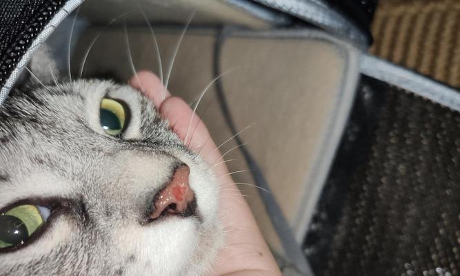猫咪腿瘸的原因和解决方法(探究猫咪腿瘸的可能原因和如何帮助宠物恢复健康) 猫咪腿瘸的原因和解决方法(探究猫咪腿瘸的可能原因和如何帮助宠物恢复健康)