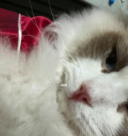 猫咪腿瘸的原因和解决方法(探究猫咪腿瘸的可能原因和如何帮助宠物恢复健康) 猫咪腿瘸的原因和解决方法(探究猫咪腿瘸的可能原因和如何帮助宠物恢复健康)