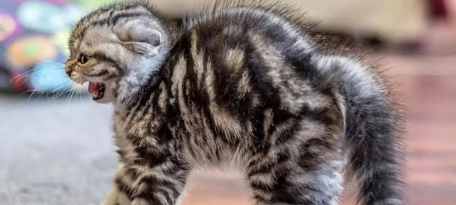 猫咪抽搐原因及治疗方法详解（以宠物为主）