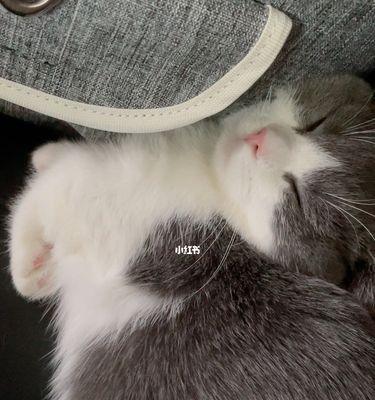 猫咪抽搐原因及治疗方法详解(以宠物为主) 猫咪抽搐原因及治疗方法详解(以宠物为主)