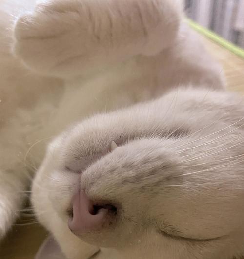 猫咪抽搐原因及治疗方法详解(以宠物为主) 猫咪抽搐原因及治疗方法详解(以宠物为主)