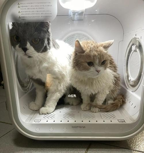 猫咪洗澡指南（两个月大的猫咪可以洗澡吗）