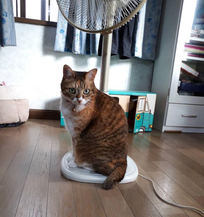 夏天热，如何保护宠物猫咪不喘气急促（夏季酷热）