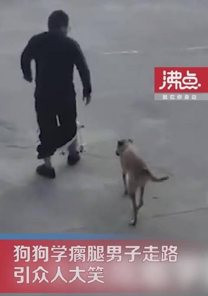 小狗被踢瘸腿（以一只狗的遭遇）