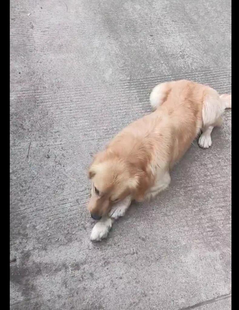 小狗被踢瘸腿(以一只狗的遭遇) 小狗被踢瘸腿(以一只狗的遭遇)