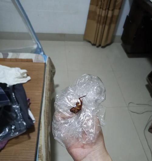 小狗误食蟑螂，注意宠物的健康（小狗吃了蟑螂有事吗）