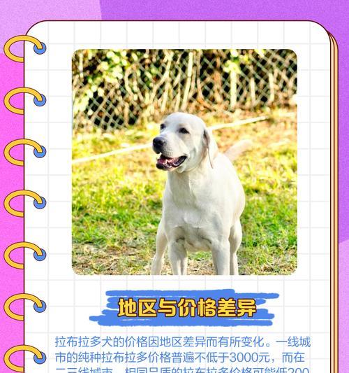 拉布拉多幼犬训练课程费用是多少? 拉布拉多幼犬训练课程费用是多少?