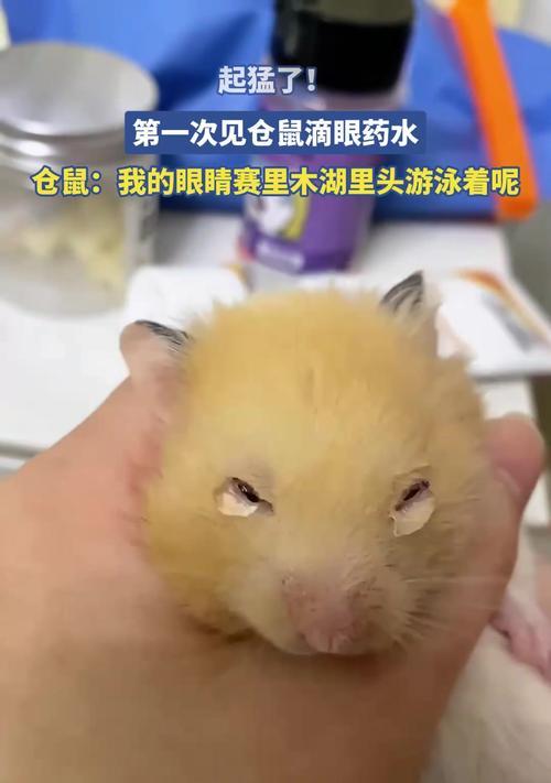 仓鼠眼药水是什么？如何正确使用仓鼠眼药水？