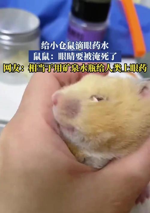 仓鼠眼药水是什么？如何正确使用仓鼠眼药水？