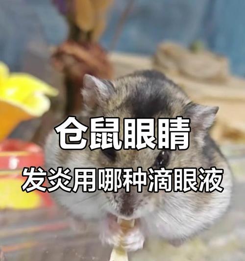 仓鼠眼药水是什么？如何正确使用仓鼠眼药水？