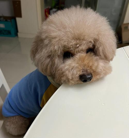 小狗的饮食问题（如何判断小狗是否吃饱）