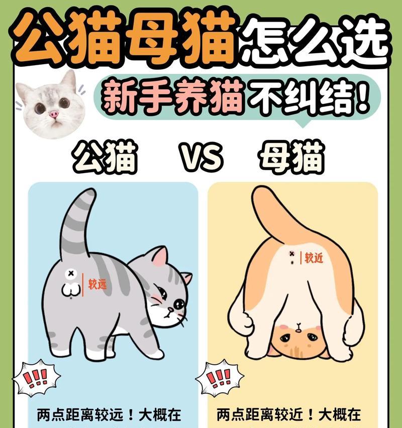 如何区分母猫和公猫?如果错认了该怎么办? 如何区分母猫和公猫?如果错认了该怎么办?