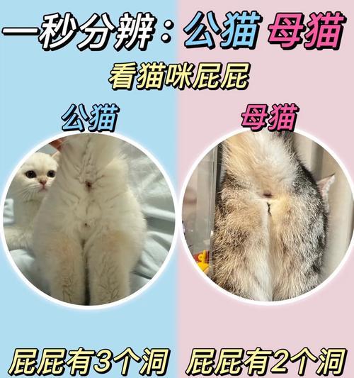 如何区分母猫和公猫？如果错认了该怎么办？