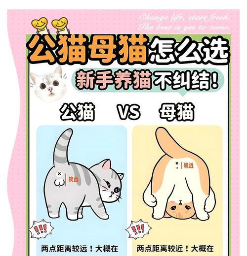 如何区分母猫和公猫?如果错认了该怎么办? 如何区分母猫和公猫?如果错认了该怎么办?