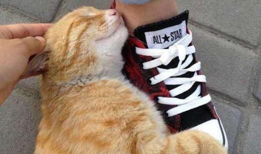 小猫为什么爱蹭人的腿(揭秘宠物蹭人的心理和行为特征) 小猫为什么爱蹭人的腿(揭秘宠物蹭人的心理和行为特征)