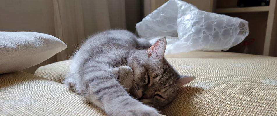 小猫嗜睡没食欲没精神(家养宠物的常见问题) 小猫嗜睡没食欲没精神(家养宠物的常见问题)