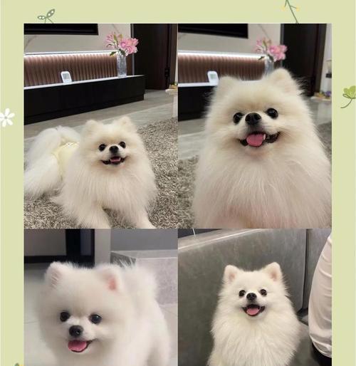 博美犬的狐狸发型如何打造？