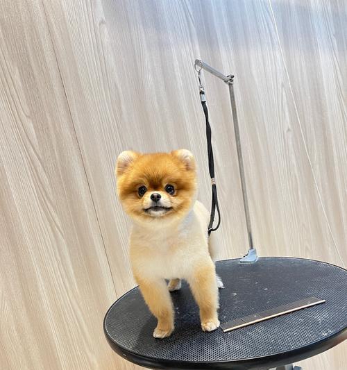 博美犬的狐狸发型如何打造？