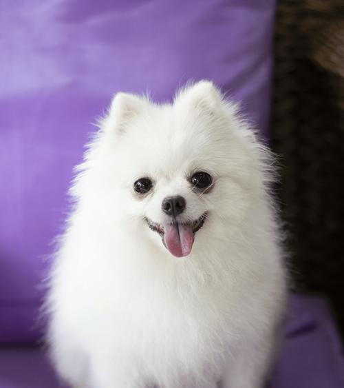 博美犬的狐狸发型如何打造？